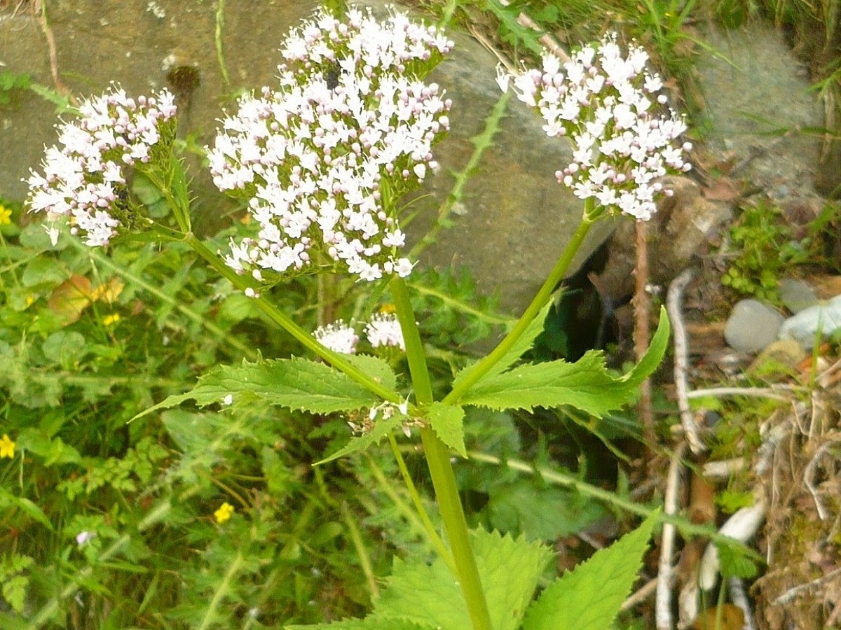 Valeriana pyrenaica (Caprifoliaceae)